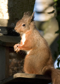 Red Squirrel images by Neil Salisbury